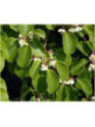 Actinidia arguta 'Weikii' / Kiwaï mâle Pollinisateur