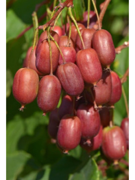Actinidia arguta 'Scarlet september' / Kiwaï / femelle