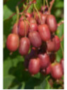 Actinidia arguta 'Scarlet september' / Kiwaï / femelle