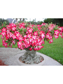 Adenium obesum / Baobab chacal / Rose du désert