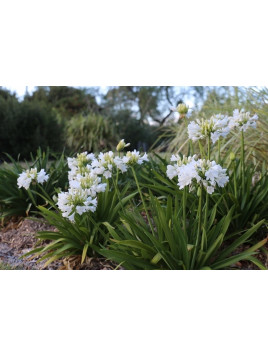 Agapanthe africanus 'Alba' / Agapanthe blanche