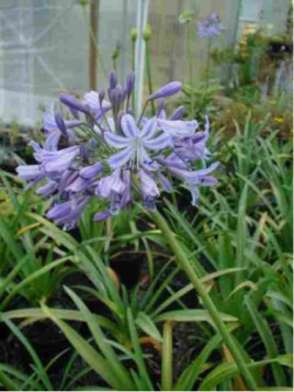 Agapanthus africanus / Agapanthe Bleu