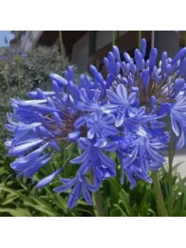 Agapanthe Lapis lazuli