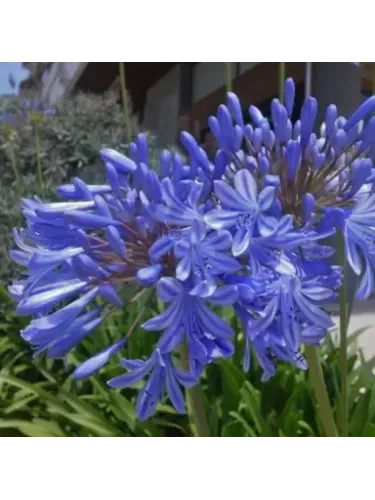Agapanthe Lapis lazuli