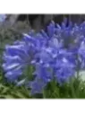Agapanthe Lapis lazuli