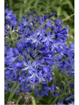 Agapanthe 'Northern Star'