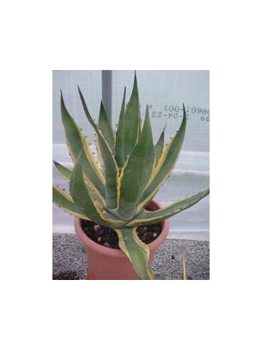 Agave americana 'Variegata'