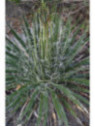 Agave multifilifera