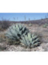 Agave ovatifolia