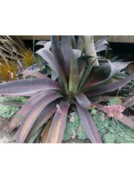 Agave manfredii Macho mocha
