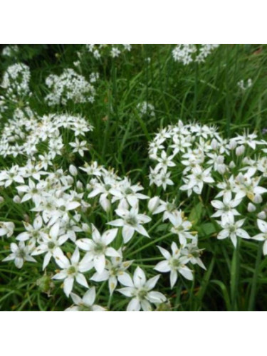 Ciboule de chine - Ciboulail - Allium tuberosum
