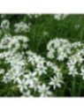 Ciboule de chine - Ciboulail - Allium tuberosum