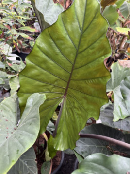 Alocasia sumo