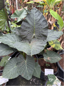 Alocasia 'Regal shield' (européen)