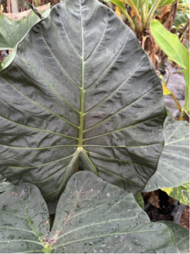 Alocasia 'Regal shield' (européen)