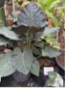 Alocasia 'Regal shield' (européen)