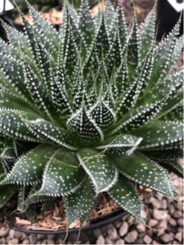 Aloe Aristata