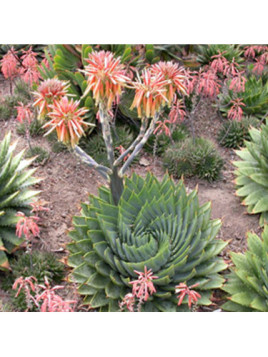 Aloe polyphylla (aloe spirale)