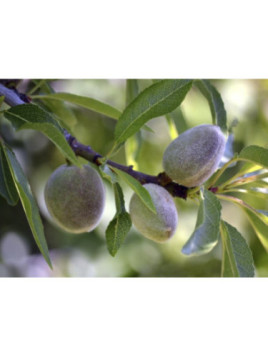 Prunus dulcis 'Texas' / Amandier