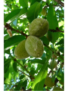 Prunus dulcis 'Princess' / Amandier