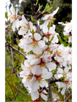 Prunus dulcis 'Lauranne' / Amandier (autofertile)