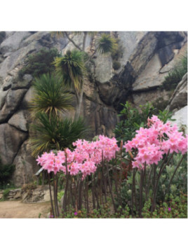 Amaryllis belladonna