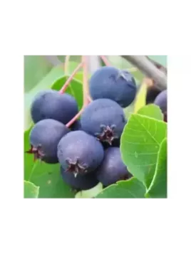 Amélanchier alnifolia 'Thiessen'