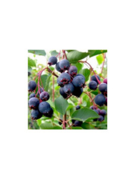 Amelanchier alnifolia sleyt