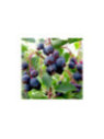 Amelanchier alnifolia sleyt
