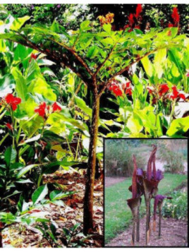 Amorphophallus konjac (rivieri)