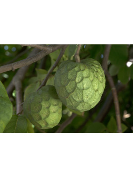Annona cherimola 'Alboran' / Cherimoyo / Cherimoya greffé