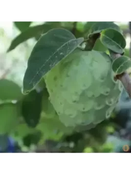 Annona cherimola 'Campas' / Cherimoyo / Cherimoya greffé