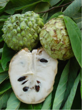 Annona squamosa - Pomme cannelle - Atemoya