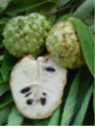 Annona squamosa - Pomme cannelle - Atemoya