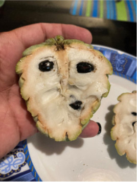 Annona squamosa - Pomme cannelle - Atemoya