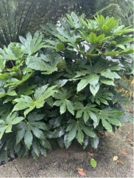 Fatsia japonica / Aralia japonica