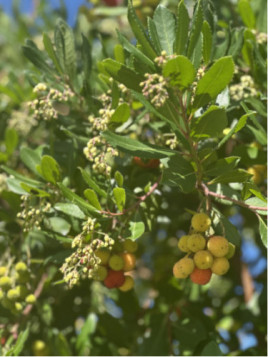 Arbutus unedo / Arbousier / Arbre aux fraises