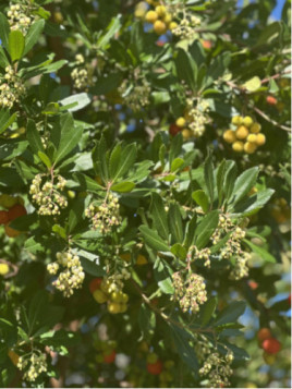 Arbutus unedo / Arbousier / Arbre aux fraises