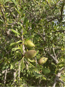 Argan - Argania spinosa - Arganier
