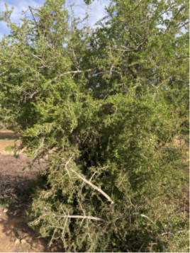 Argan - Argania spinosa - Arganier