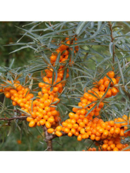Hippophae rhamnoides 'Leikora' / Argousier Femelle