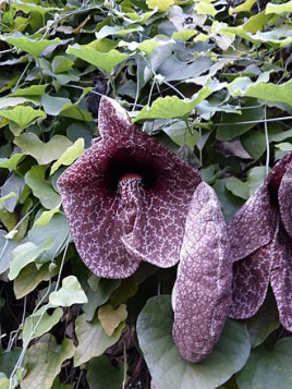 Aristolochia grandiflora - Aristolochia gigantea