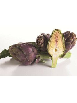 Artichaut 'Capriccio' - Cynara scolymus