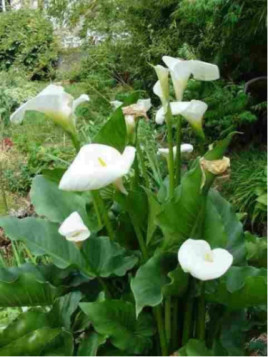 Zantedeschia aethiopica variété géante / Arum blanc