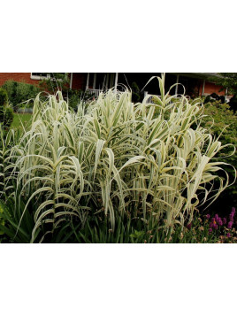 Arundo donax aureovariegata (canne de provence)