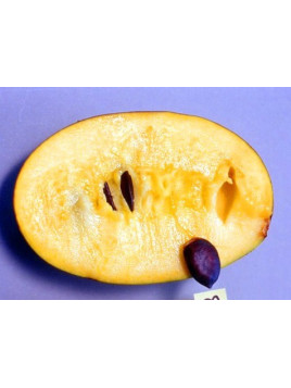 Asimina triloba rappahanoc