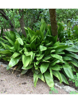 Aspidistra elatior