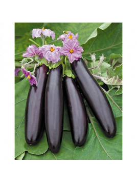 Aubergine 'Baluroi'