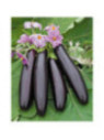 Aubergine 'Baluroi'