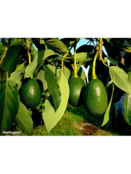 Persea americana var. ’Ettinger' / Avocatier Groupe B